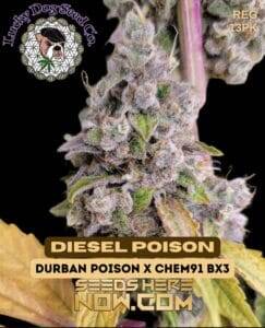 Diesel Poison (Regular) (space) Lucky Dog Seed Company