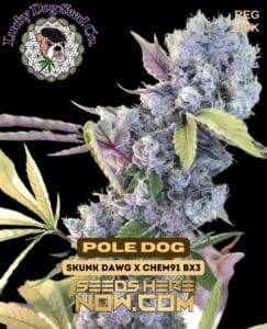 Pole Dog (Regular) (space) Lucky Dog Seed Company