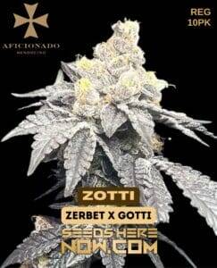 Zotti (Regular) (space) Aficionado Seeds