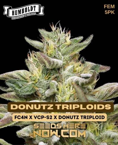 Donutz Triploids (Feminized) (space) Humboldt Seed Company
