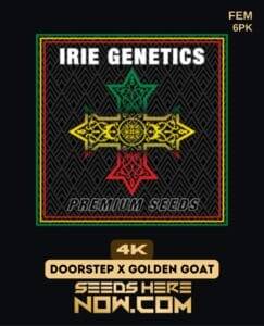 4K (Feminized) (space) Irie Genetics
