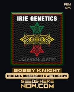 Bobby Knight (Feminized) (space) Irie Genetics