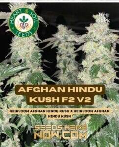 Afghan Hindu Kush F2 v2 (Regular) (space) Heart & Soil Seeds