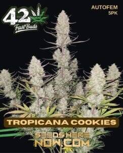 Tropicana Cookies Auto (Autoflower) (space) Fast Buds