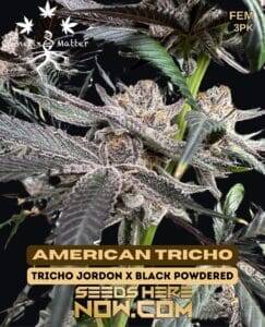 American Tricho (Feminized) (space) Genetix Matter