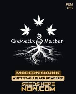 Modern Skunk (Feminized) (space) Genetix Matter
