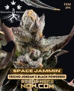 Space Jammin' (Feminized) (space) Genetix Matter