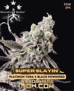 Super Slayin' (Feminized) (space) Genetix Matter