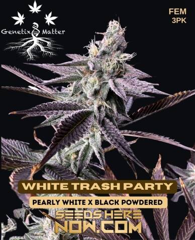 White Trash Party (Feminized) (space) Genetix Matter