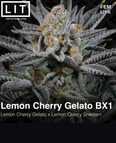 Lemon Cherry Gelato BX1 (Feminized) (space) LIT Farms