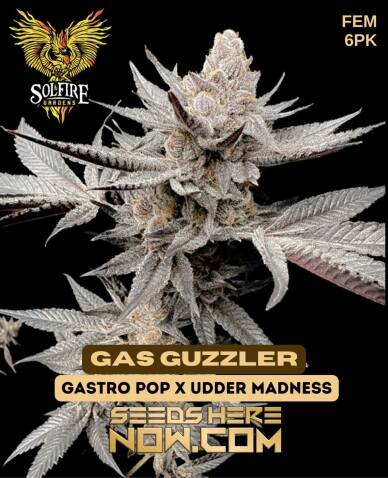 Gas Guzzler (Feminized) (space) Solfire Gardens