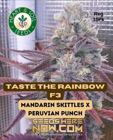 Taste the Rainbow F3 (Regular) (space) Heart & Soil Seeds