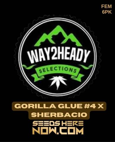 Gorilla Glue #4 x Sherbacio (Feminized) (space) Way2heady Selections