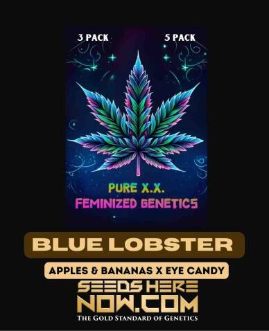 Blue Lobster S1 (Feminized) (space) Pure XX