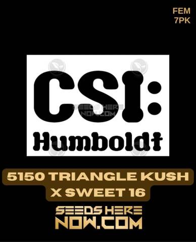 5150 Triangle Kush x Sweet 16 (Feminized) (space) CSI Humboldt