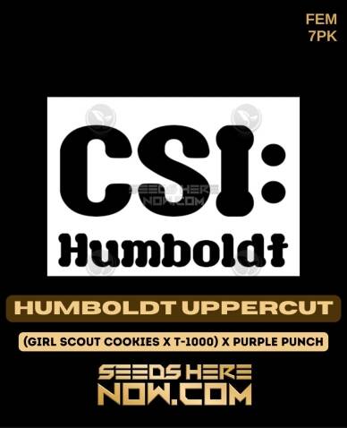 Humboldt Uppercut (Feminized) (space) CSI Humboldt
