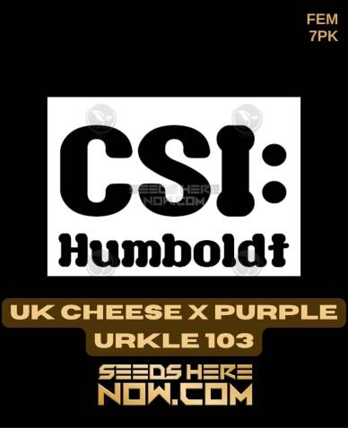 UK Cheese x Purple Urkle 103 (Feminized) (space) CSI Humboldt