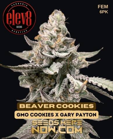 Beaver Cookies (Feminized) (space) Elev8 Seeds