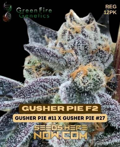 Gusher Pie F2 (Regular) (space) Green Fire Genetics