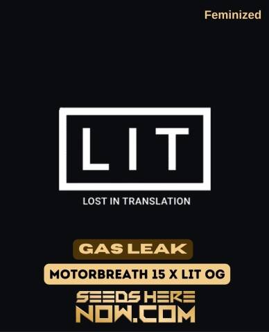 Gas Leak (Feminized) (space) LIT Farms