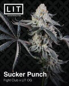 Sucker Punch (Feminized) (space) LIT Farms