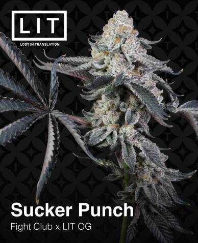 Sucker Punch (Feminized) (space) LIT Farms