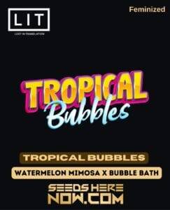 Tropical Bubbles (Feminized) (space) LIT Farms
