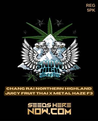 Chiang Rai Northern Highland Juicy Fruit Thai x Metal Haze F3(Regular) (space) Snow High Seeds