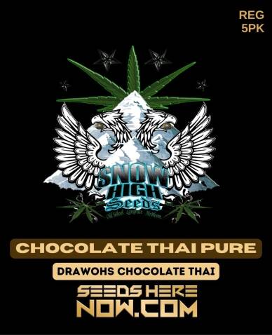 Chocolate Thai Pure (Regular) (space) Snow High Seeds