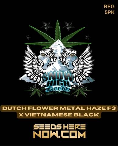Dutch Flower Metal Haze F3x Vietnamese Black (Regular) (space) Snow High Seeds
