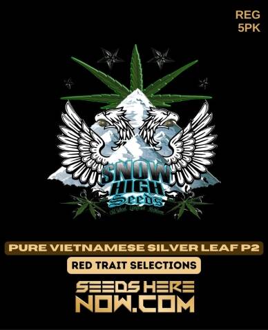 Pure Vietnamese Silver Leaf P2 (Regular) (space) Snow High Seeds