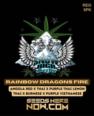Rainbow Dragons Fire (Regular) (space) Snow High Seeds