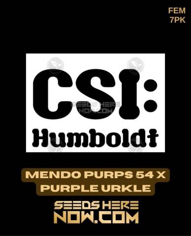 Mendo Purps 54 x Purple Urkle (Feminized) (space) CSI Humboldt