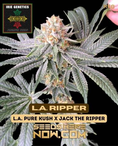 L.A. Ripper (Regular) (space) Irie Genetics