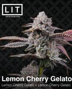 Lemon Cherry Gelato S1 (Feminized) (space) LIT Farms