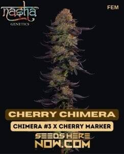 Cherry Chimera (Feminized) (space) Nasha Genetics