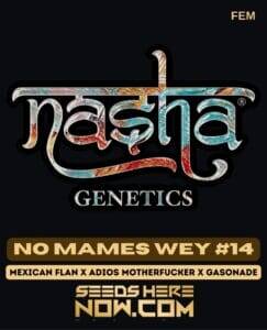 No Mames Wey #14 (Feminized) (space) Nasha Genetics