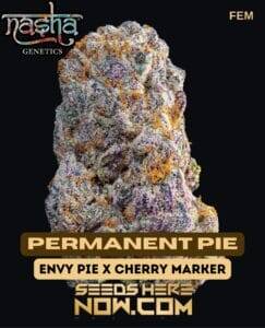 Permanent Pie (Feminized) (space) Nasha Genetics