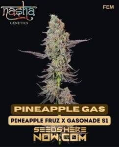 Pineapple Gas (Feminized) (space) Nasha Genetics