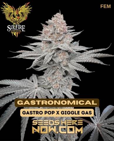 Gastronomical (Feminized) (space) Solfire Gardens