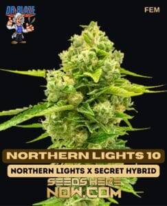Northern Lights 10 S1 (Feminized) (space) Dr. Blaze