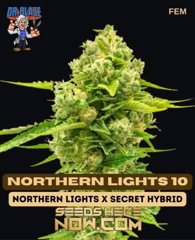 Northern Lights 10 S1 (Feminized) (space) Dr. Blaze