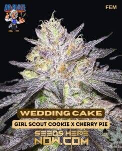 Wedding Cake S1 (Feminized) (space) Dr. Blaze