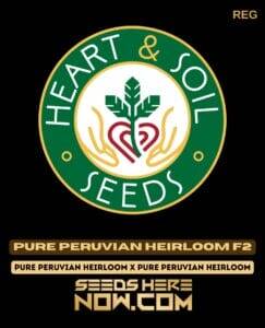 Pure Peruvian Heirloom F2 (Regular) (space) Heart & Soil Seeds