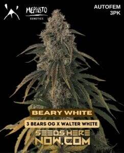 Beary White (Autoflower) (space) Mephisto Genetics