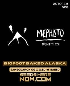 Bigfoot Baked Alaska (Autoflower) (space) Mephisto Genetics
