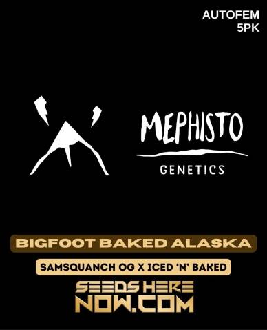 Bigfoot Baked Alaska (Autoflower) (space) Mephisto Genetics
