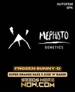 Frozen Sunny(space)D (Autoflower) (space) Mephisto Genetics