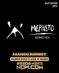 Mango Sorbet (Autoflower) (space) Mephisto Genetics