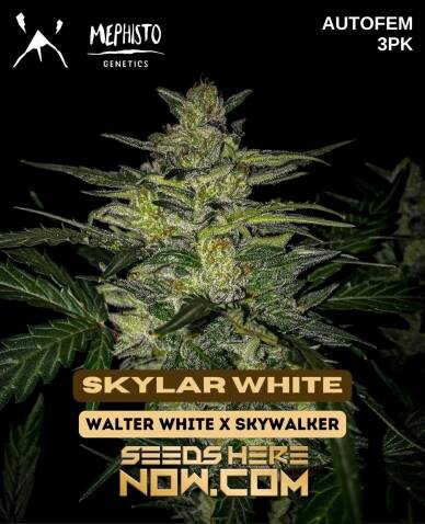 Skylar White (Autoflower) (space) Mephisto Genetics